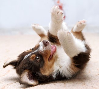 Puppy Healthy Warranty at Petland North Kansas City