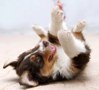 Puppy Healthy Warranty at Petland North Kansas City
